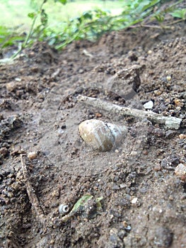Ã°Å¸ÂÅ¡ shell pond soil mud life